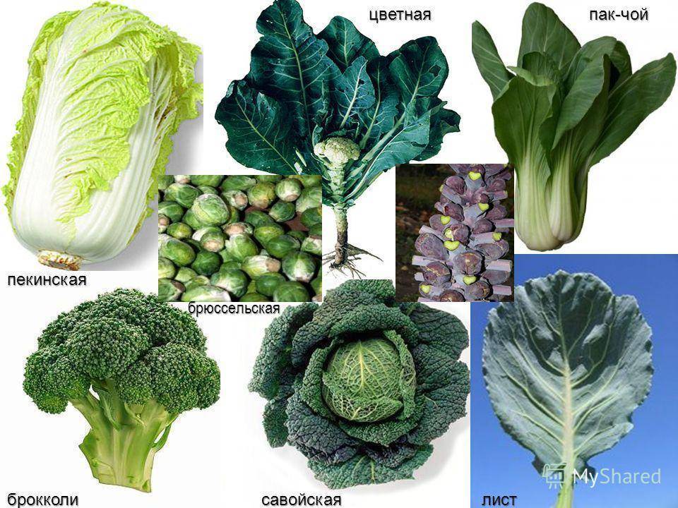 Картинки разновидности капусты