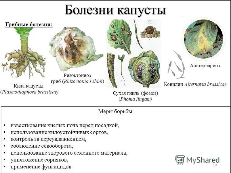 ᐉ болезни цветной капусты: фото, описание и лечение - zooon.ru