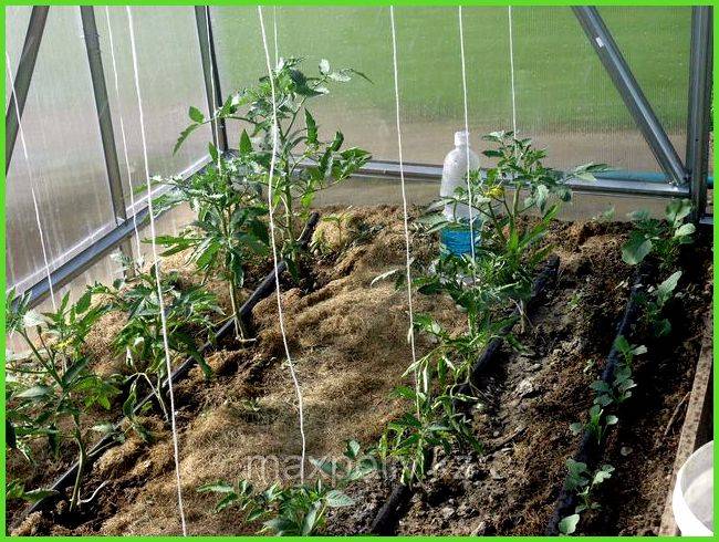 Капельный полив для помидоров в теплице: как часто и правильно проводить