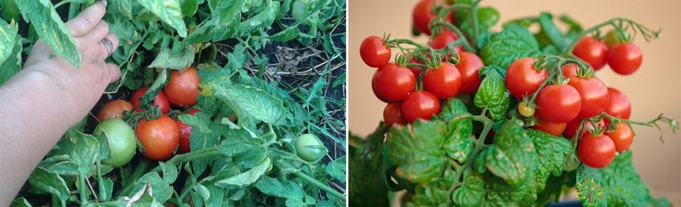 Лучшие сорта томат для урала, самые урожайные, низкорослые, без пасынкования