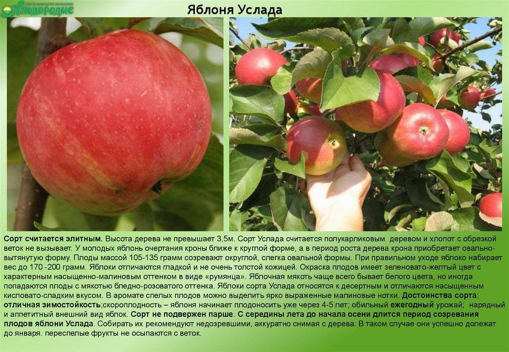 Яблони на карликовом и полукарликовом подвое. посадка карликовых и полукарликовых яблонь.