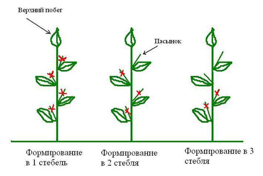 Формирование помидоров в открытом грунте схема