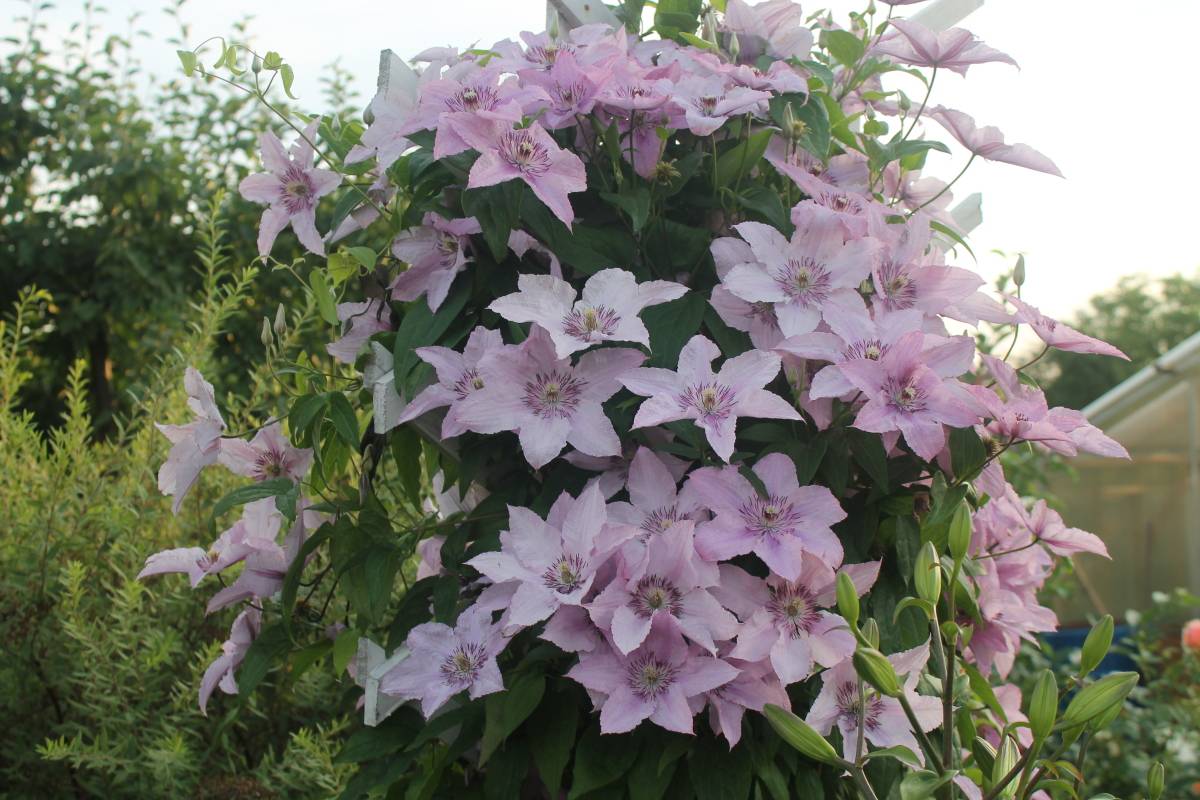 Клематис hagley hybrid фото и описание сорта