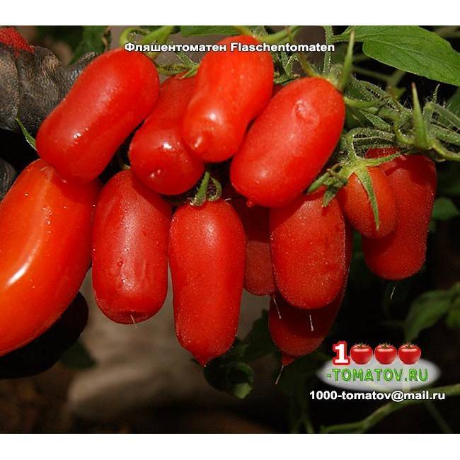 Описание и характеристики сорта томата фляшентоматен – дачные дела