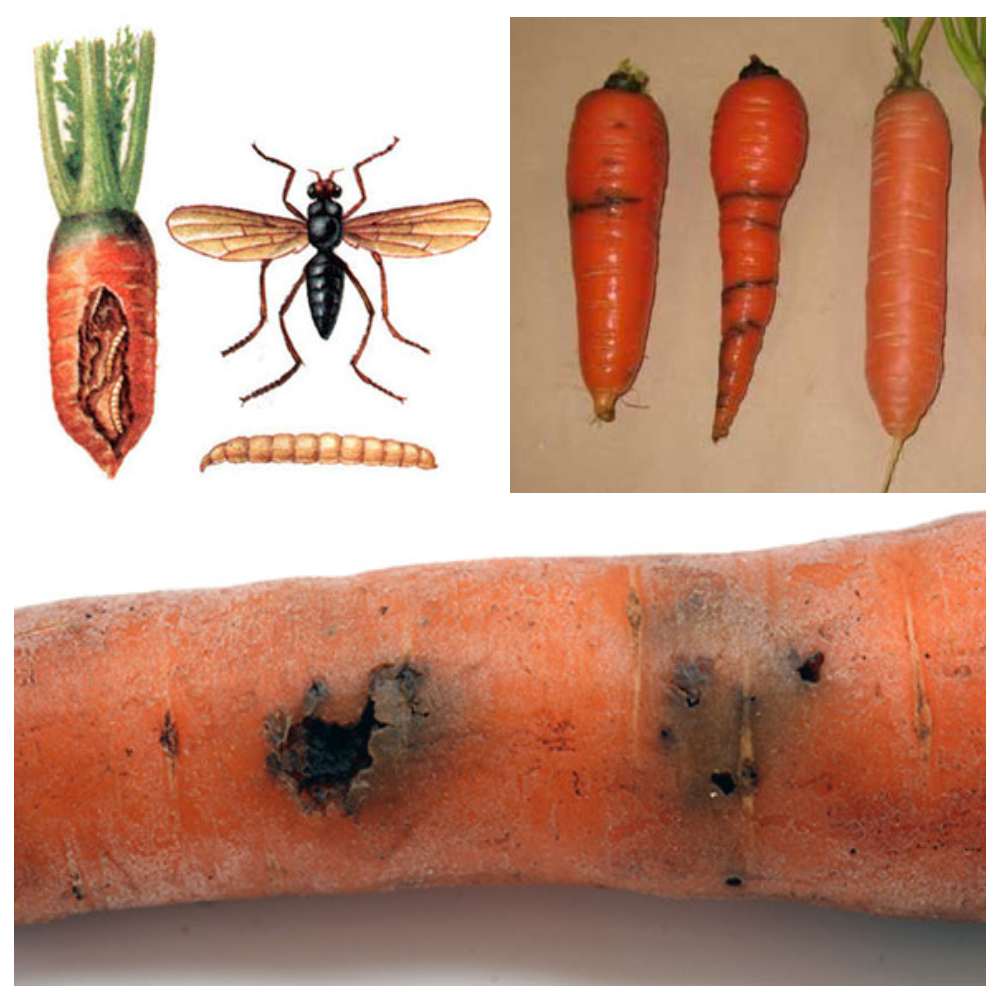 Морковная муха и как с ней бороться — ботаничка