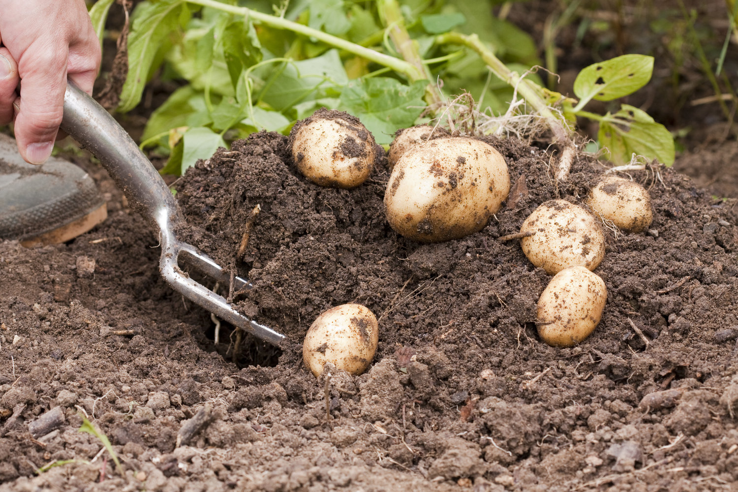 Выкопанную картошку намочило дождем + советы, условия, что делать