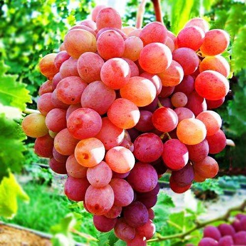 Фаворит виноградарей украины — сорт винограда рубиновый юбилей