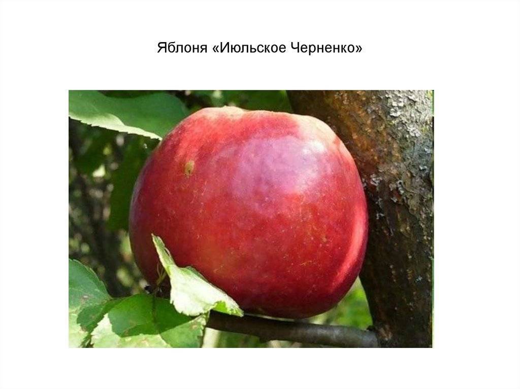 Яблоня июльское черненко описание сорта