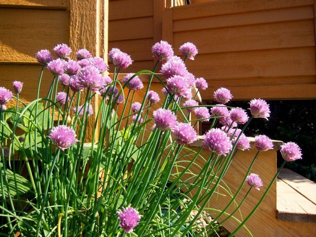 Ставший любимым сортом для многих садоводов — лук-шнитт чемал: советы по посадке, описание