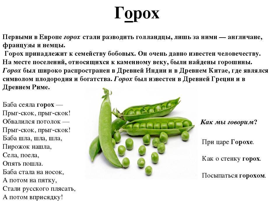 Проект о горохе