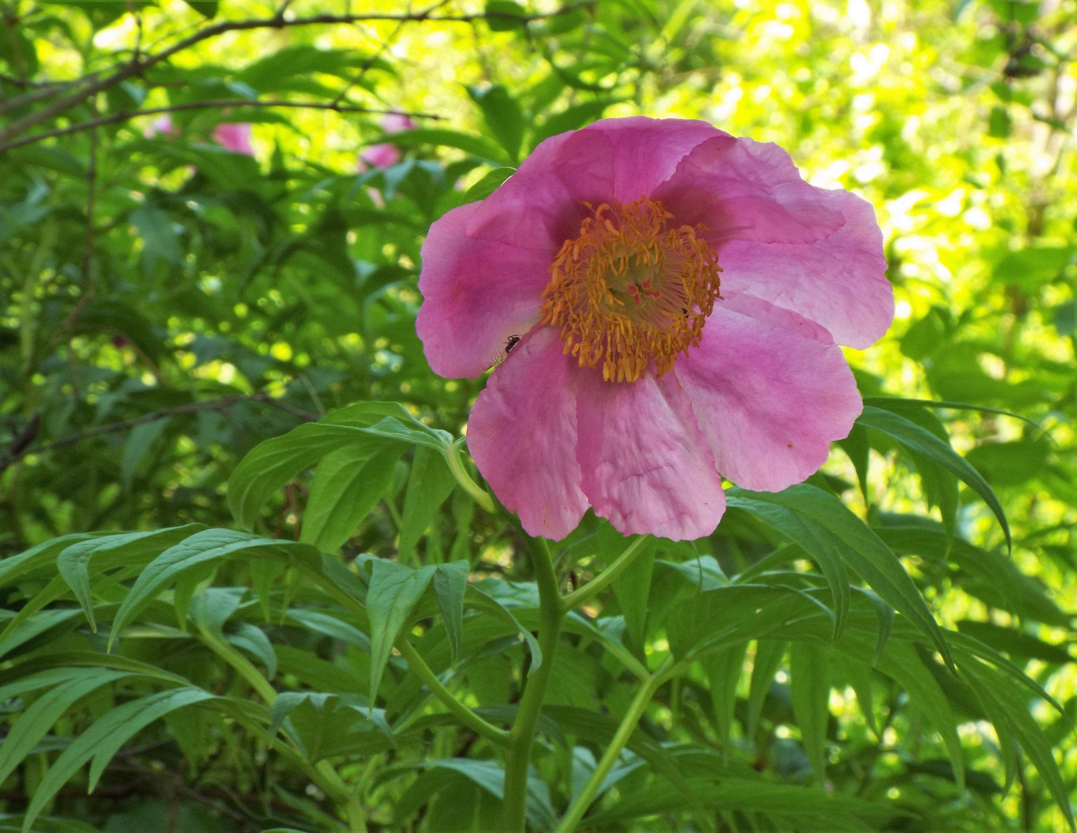 Пион. инструкция по применению. справочник лекарств, медикаментов, бад