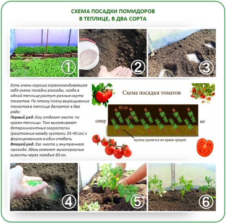 Схема посадки томатов в парнике