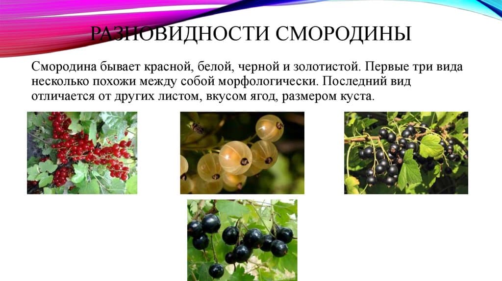 Смородина: виды культуры, особенности посадки и ухода в саду