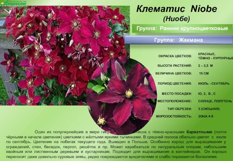 Сорта клематисов: описание и характеристики, рекомендации и советы по выбору