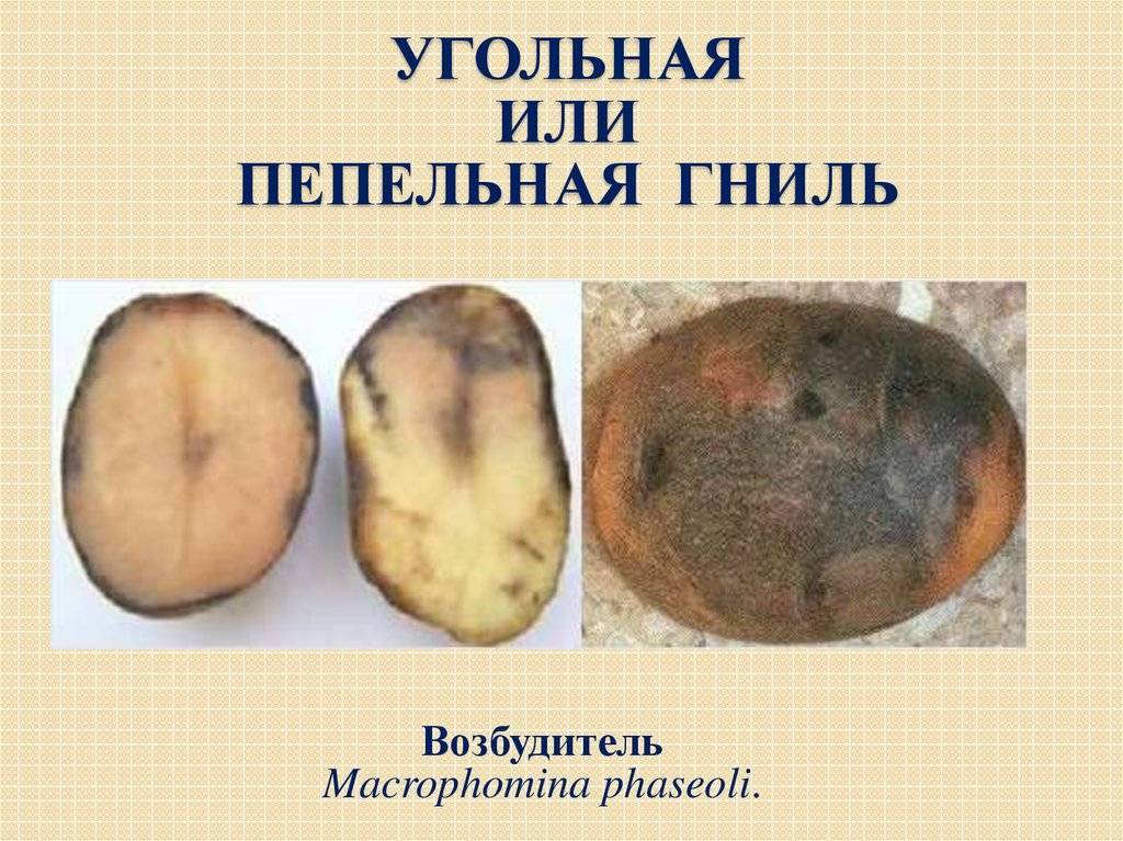 Заболевания картофеля и борьба с ними