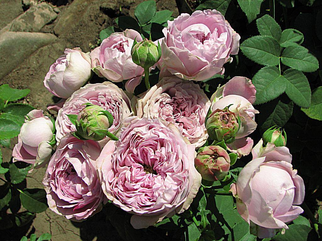 Плетистая роза: посадка и уход в открытом грунте, топ-10 сортов и выращивание