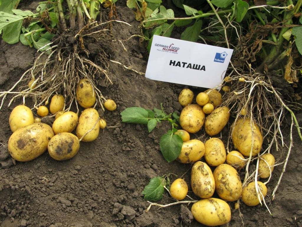 Все особенности сорта картофеля наташа: описание, фото, нюансы выращивания и ухода