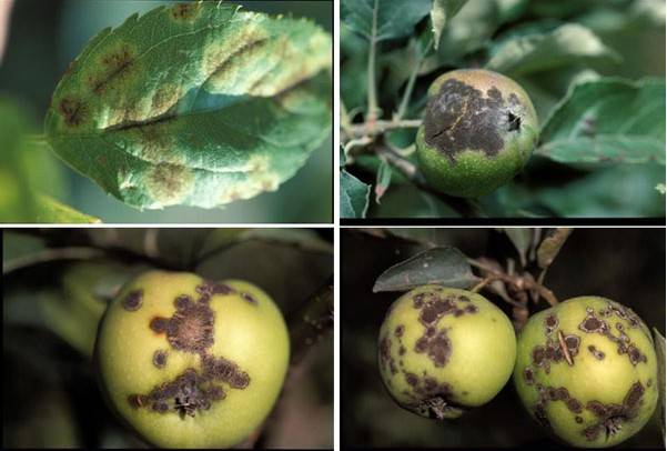 Ржавые пятна на листьях яблони: чем лечить ржавчину и чем обработать дерево