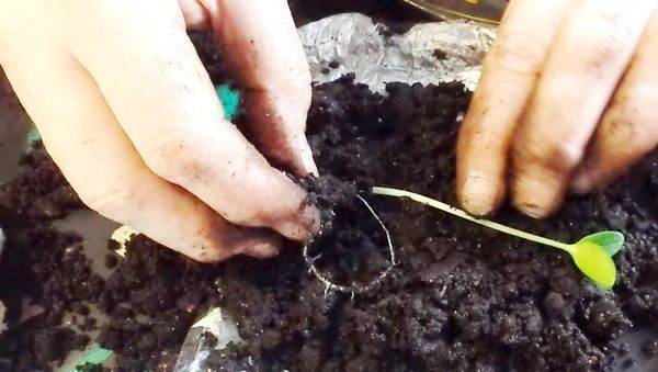 Как вырастить рассаду огурцов в домашних условиях пошаговая инструкция фото видео