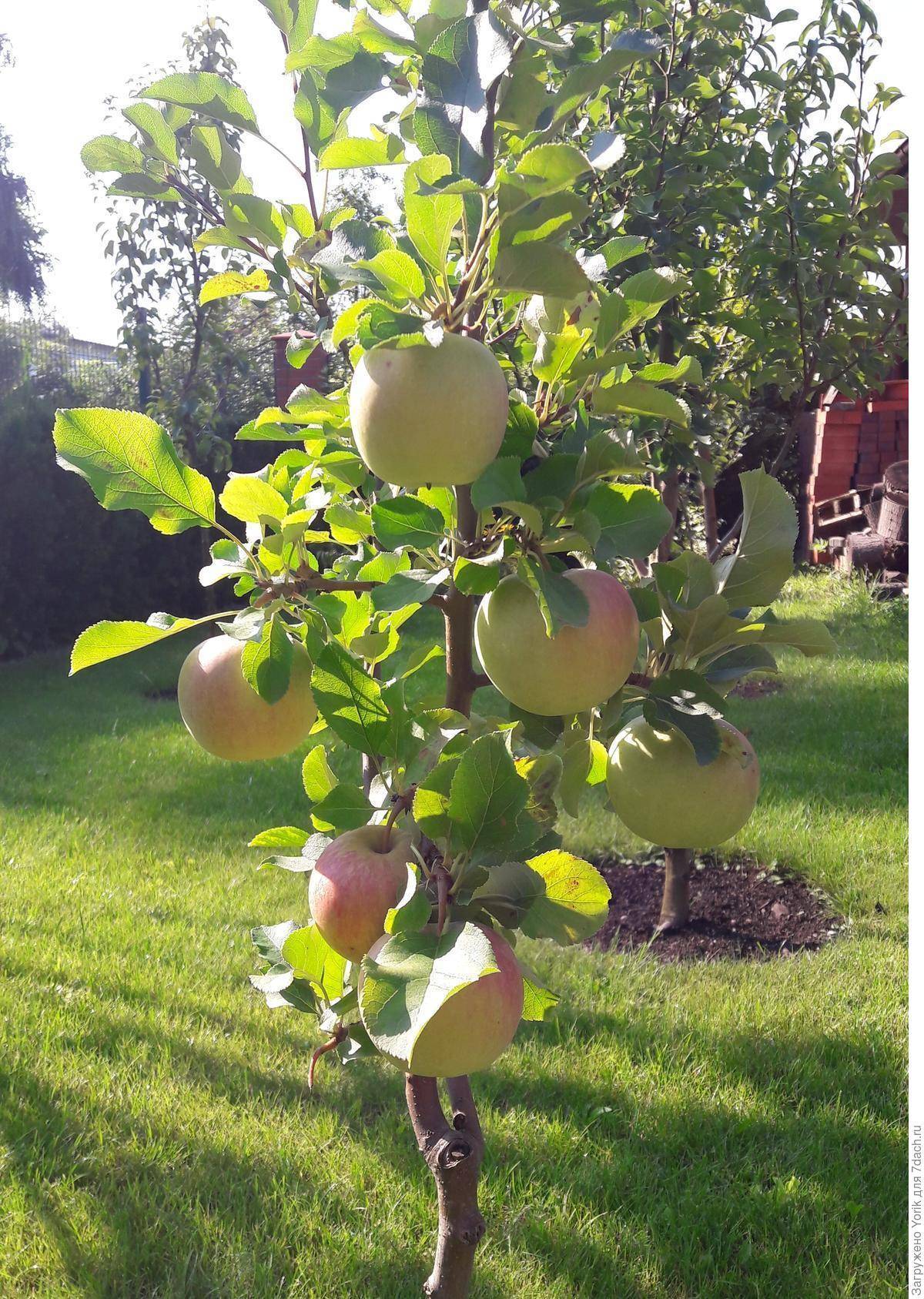 Сочные и вкусные плоды к праздничному столу: яблоня яблочный спас