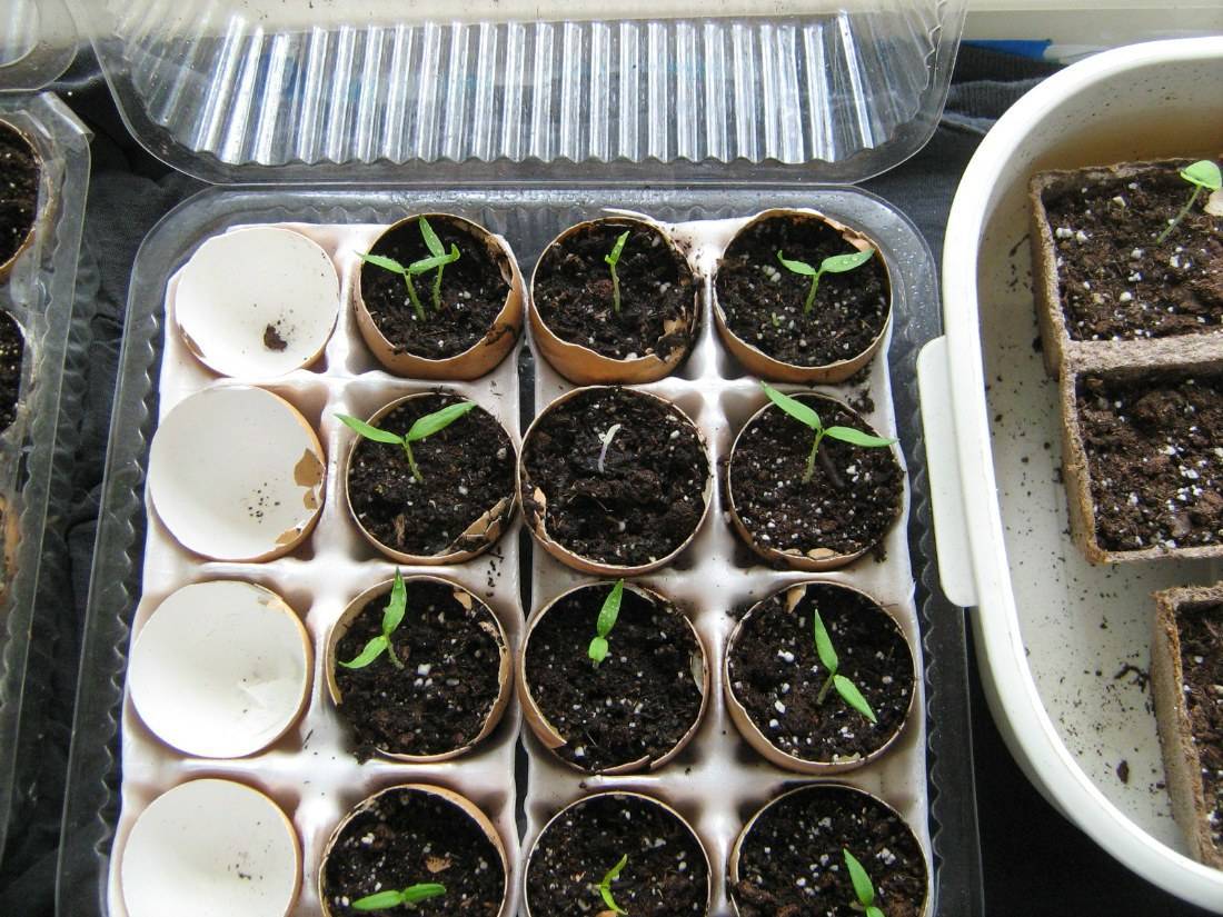 Как вырастить перец из семян в домашних условиях на рассаду. посадка перца в 2022 году