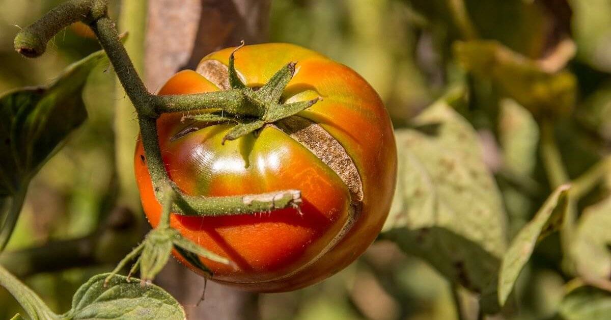 Почему трескаются и лопаются помидоры в теплице
