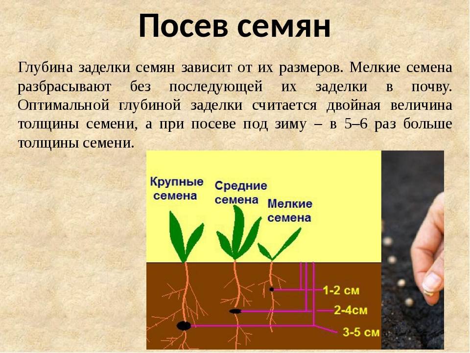 Схема посадки пастернака в открытом грунте