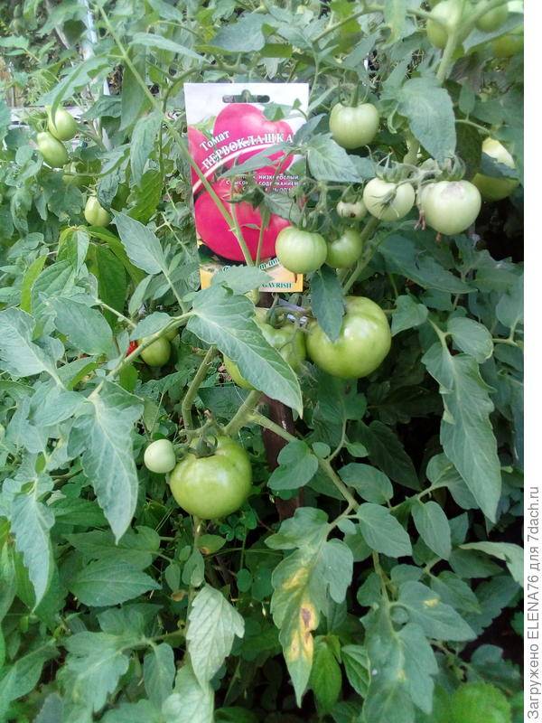 Описание сорта томат «первоклашка»: отзывы и фото урожайности