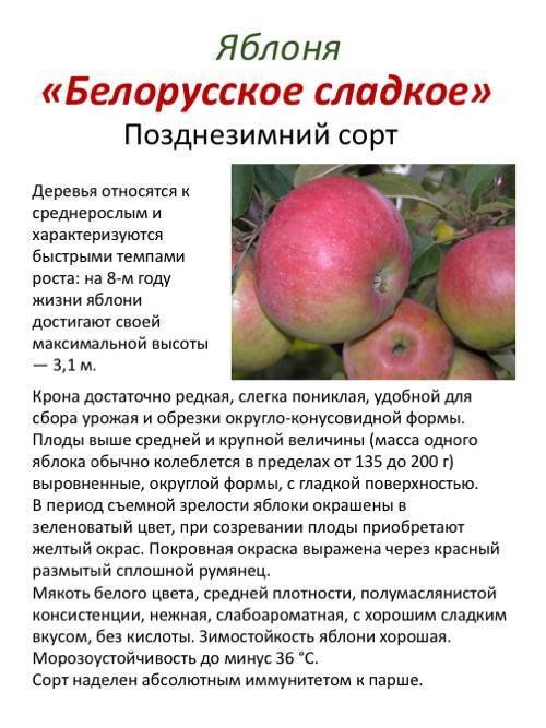 Описание и тонкости выращивания яблони сорта Беркутовское