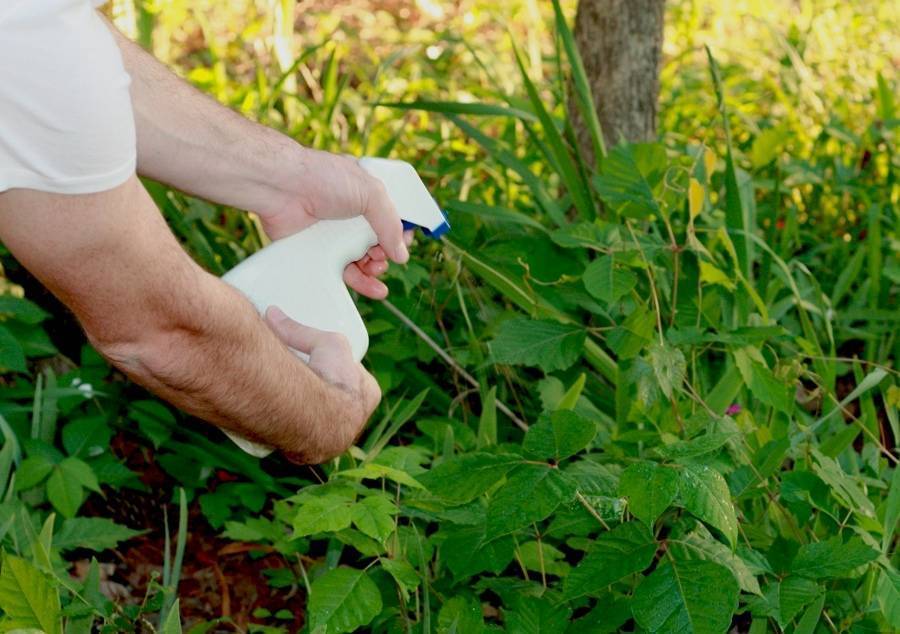 Эффективные способы избавления от мокрицы на огороде и дачном участке