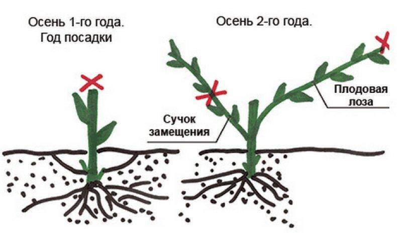 Виноград юлиан: описание сорта с характеристикой и отзывами, особенности посадки и выращивания, фото