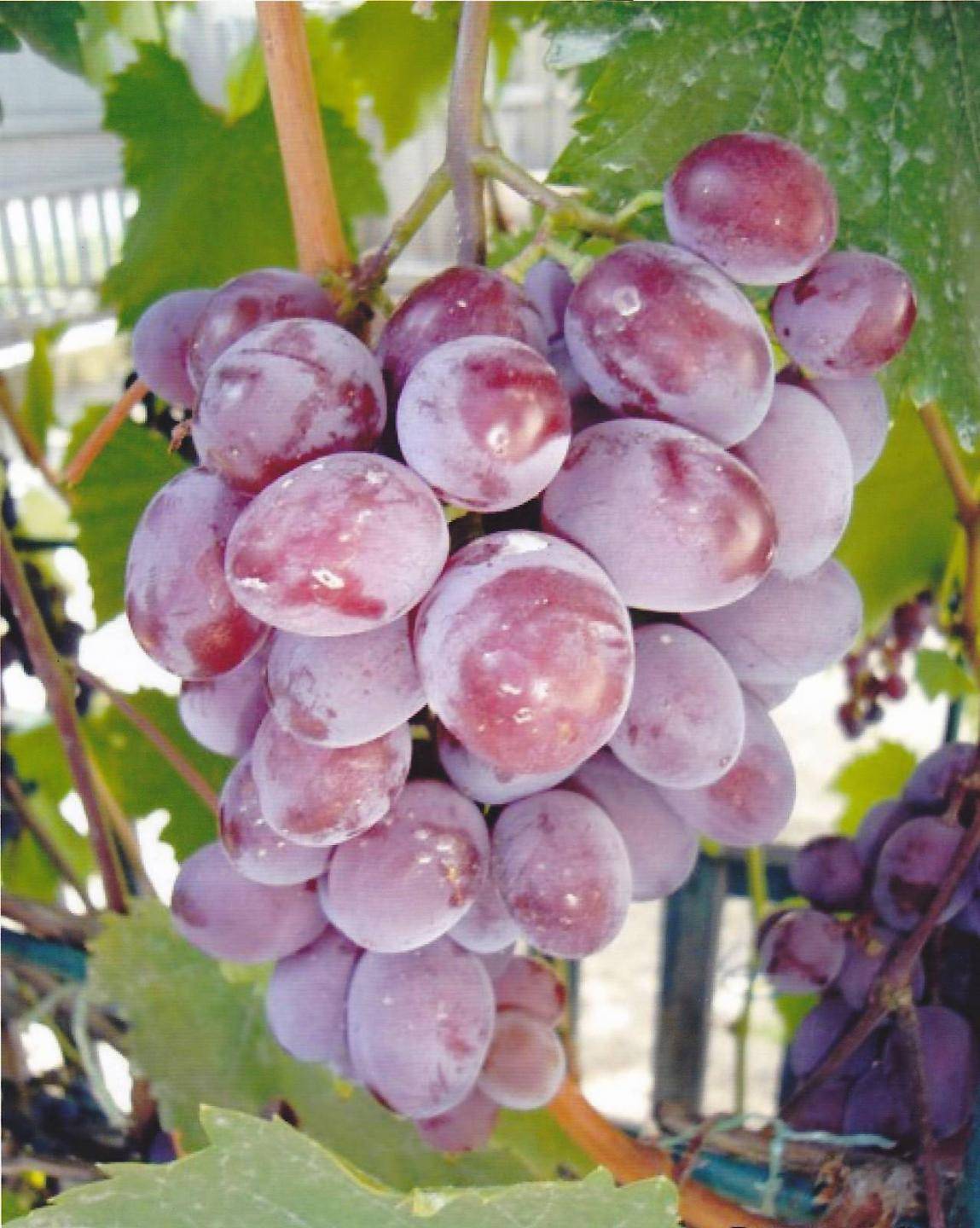 Описание винограда сорта Виктория, выращивание и уход