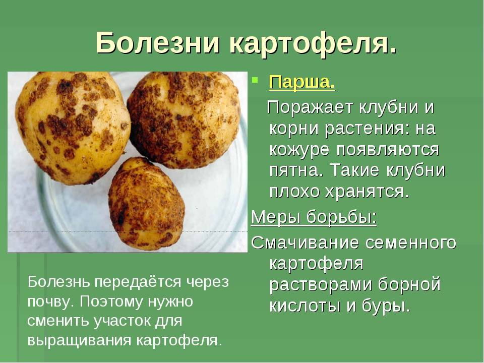 Болезни картофеля и борьба с ними на огороде
