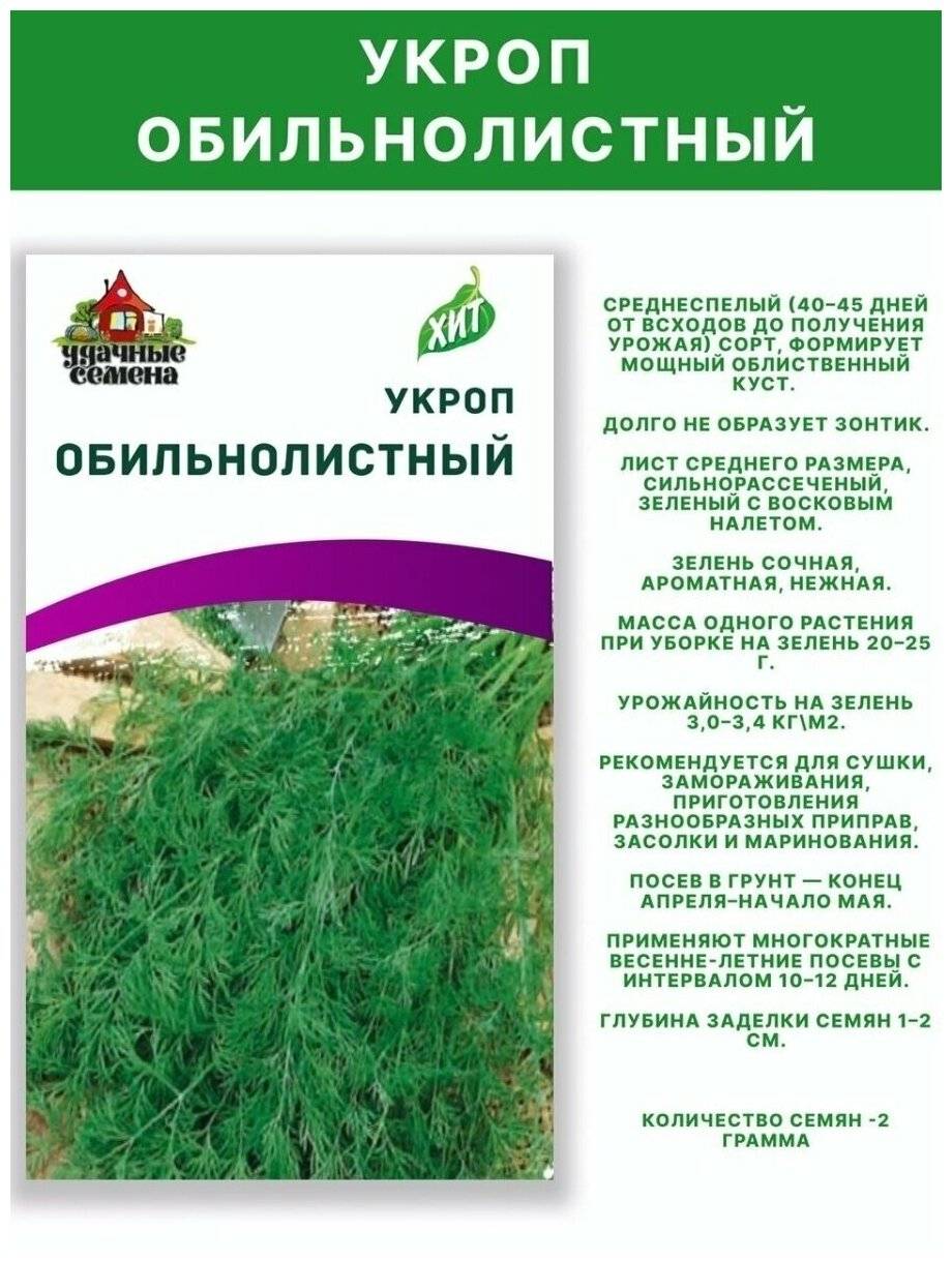 Описание лучших сортов укропа: кибрай, грибовский, обильнолистный, аврора