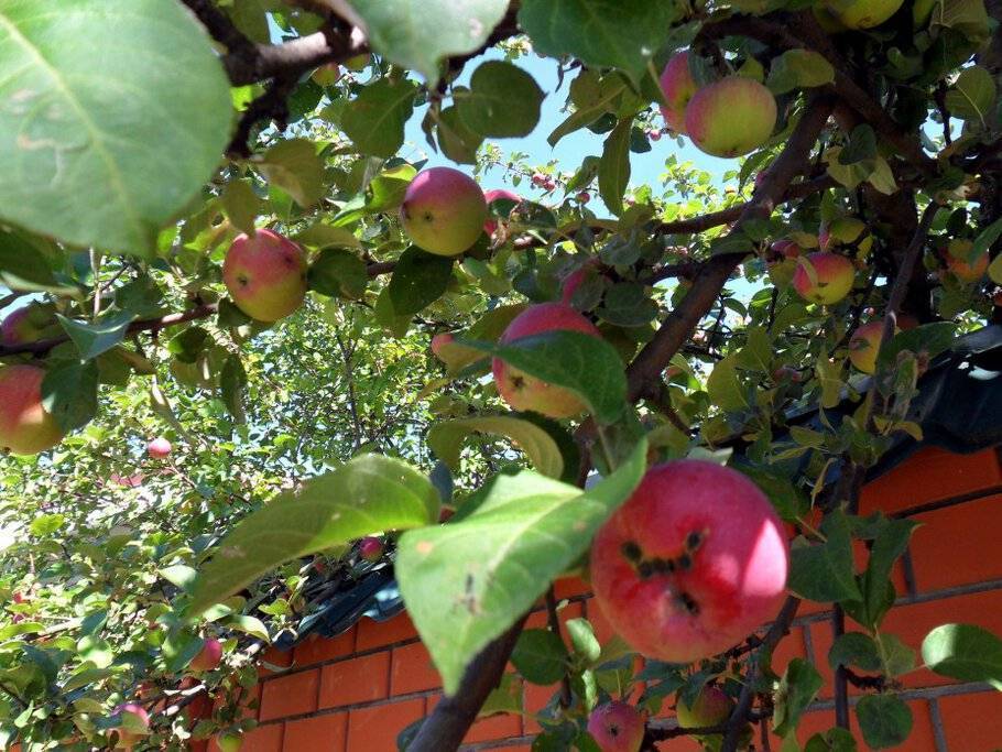 Яблоня яблочный спас описание фото отзывы