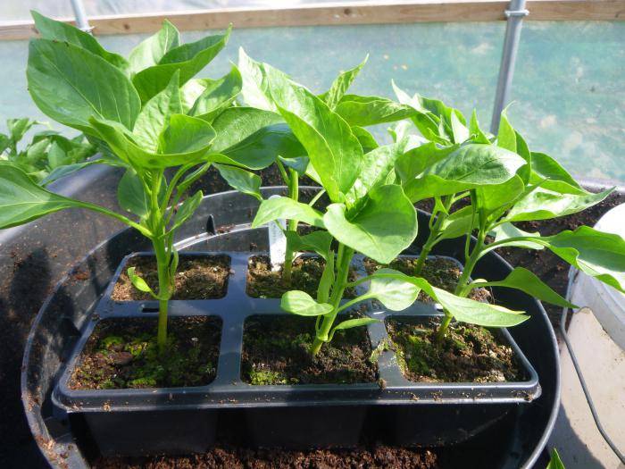 Как вырастить перец из семян в домашних условиях: выбор сорта, посадка и уход