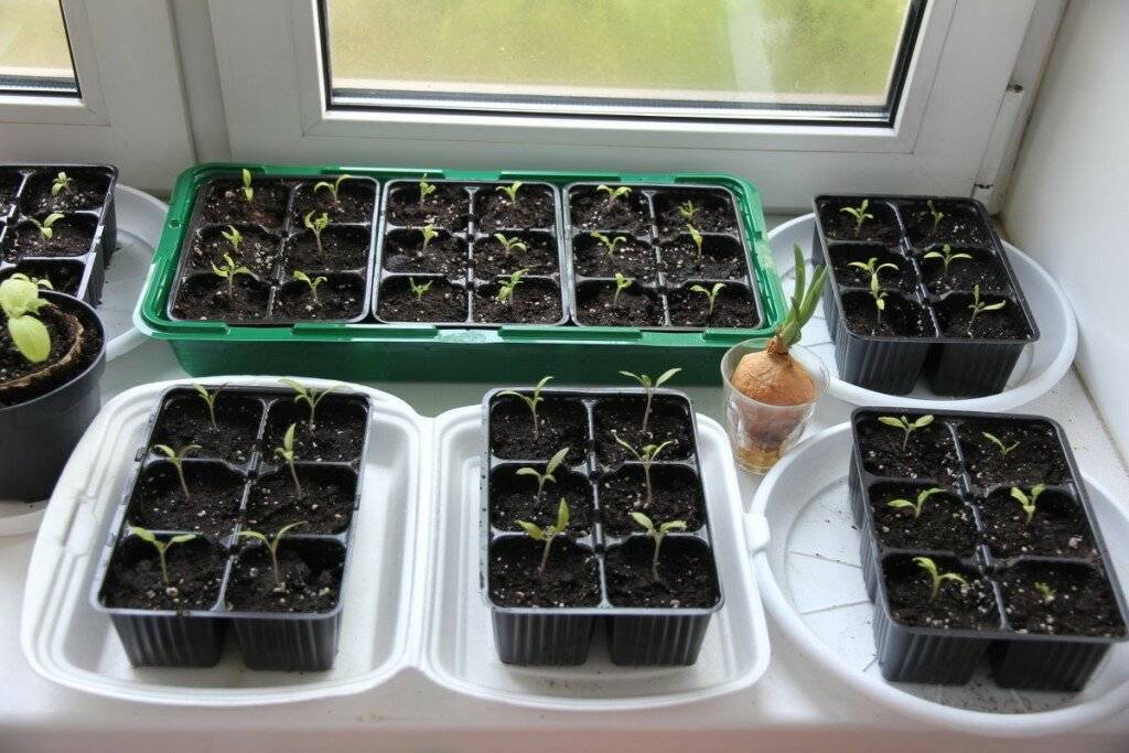 Сажать баклажаны на рассаду: когда сеять семена, можно ли в апреле и как надо правильно ухаживать в домашних условиях после посадки, например, на подоконнике?