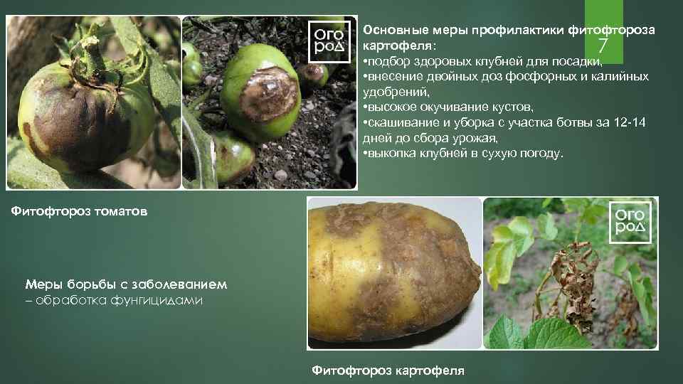 Альтернариоз картофеля: фото, описание и методы борьбы с болезнью