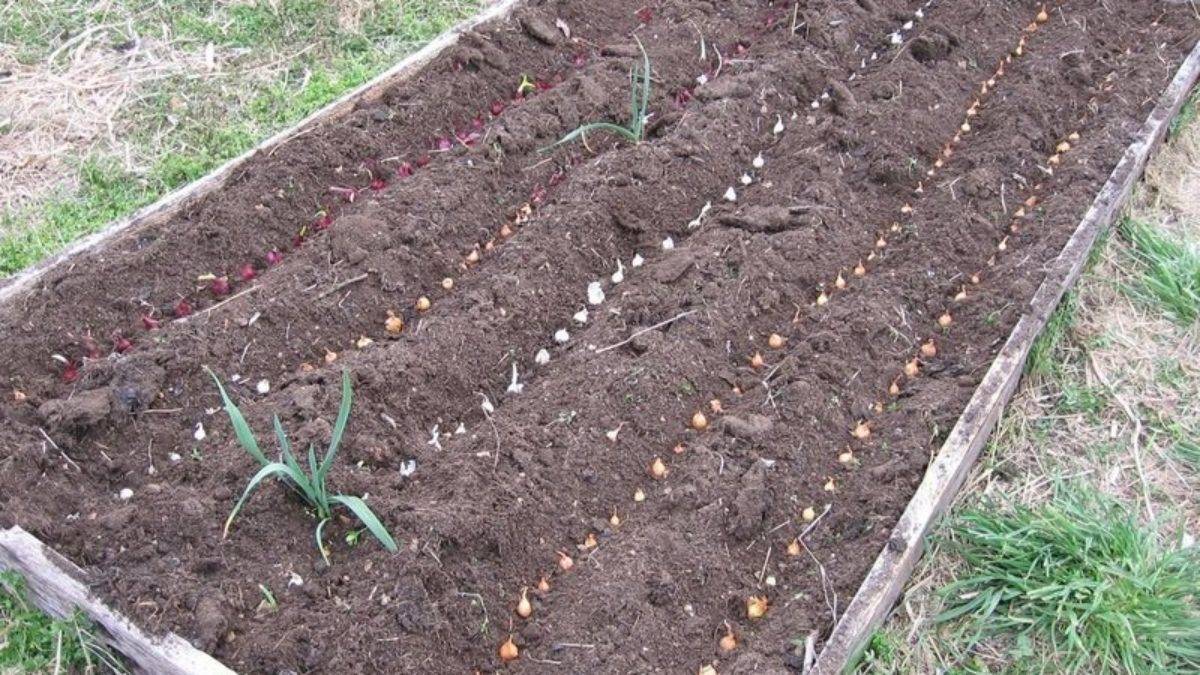 Горох: выращивание на огороде, хранение, сорта