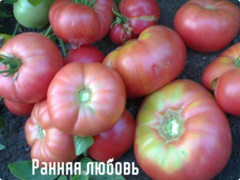 Сорт томата моя любовь (f1): фото, отзывы, описание, характеристики.