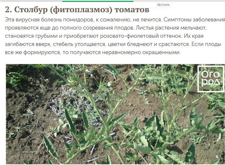 Меры борьбы, признаки и лечение инфекционного заболевания томатов столбур