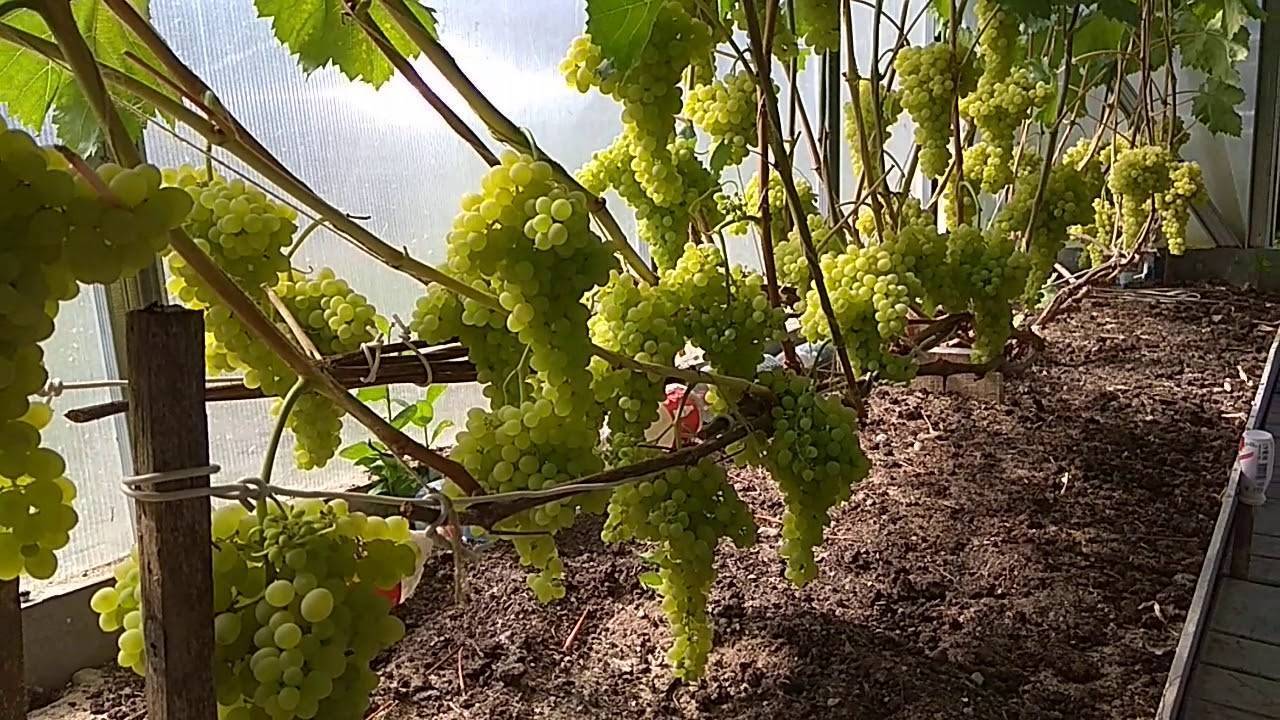 Виноград софия: общее описание сорта, преимущества и особенности ухода