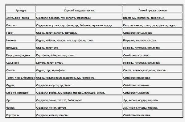Что посадить после чеснока на следующий год. После каких культур можно сажать лук. Что можно сажать после чеснока на следующий год в открытом грунте.