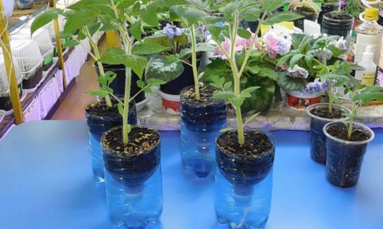 Рекомендации по выращиванию рассады помидор в домашних условиях