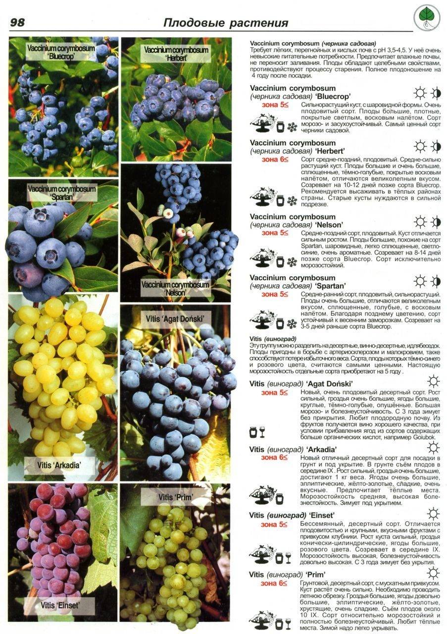 Самый популярный сорт винограда среди любителей — «блестящий»