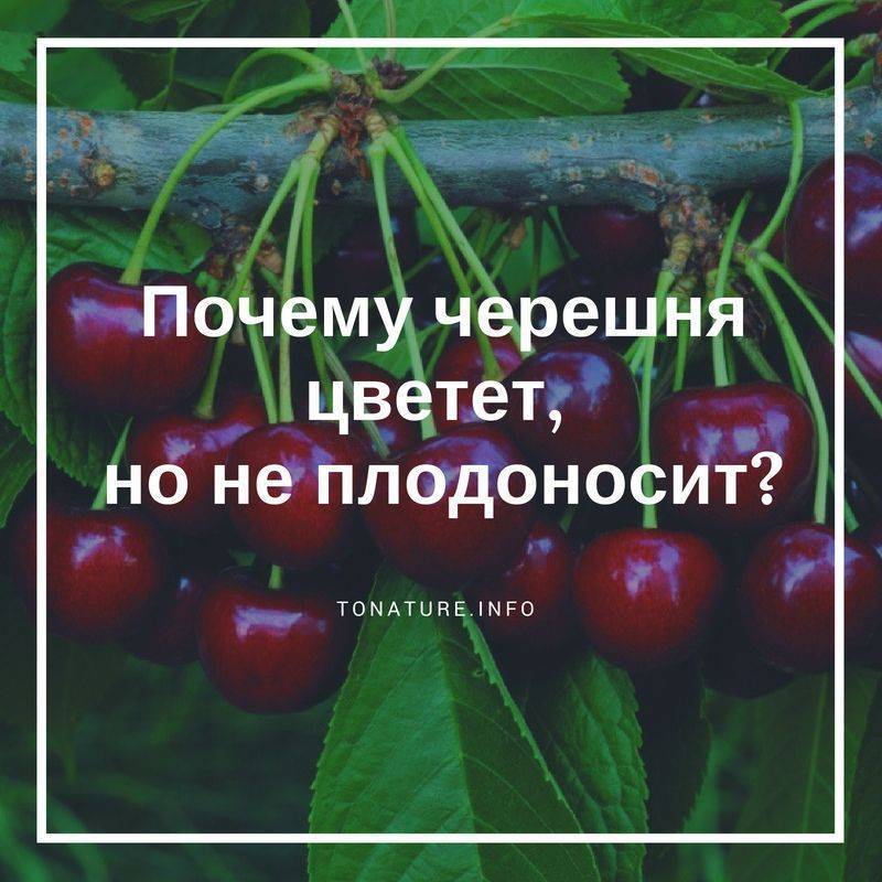 ᐉ как вишню заставить плодоносить - godacha.ru