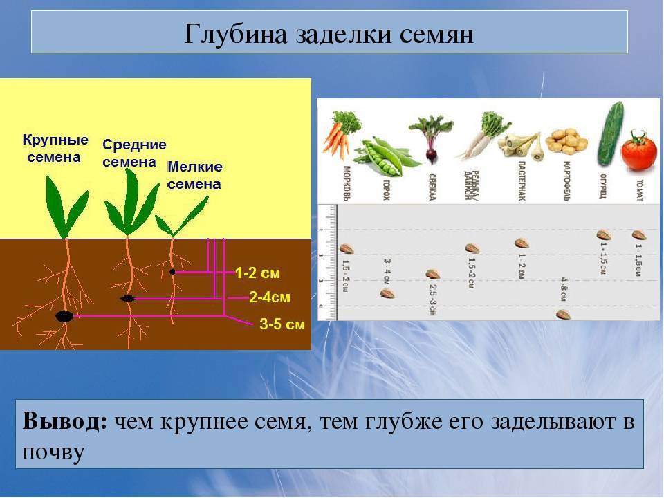 Прорастание огурцов по дням в картинках