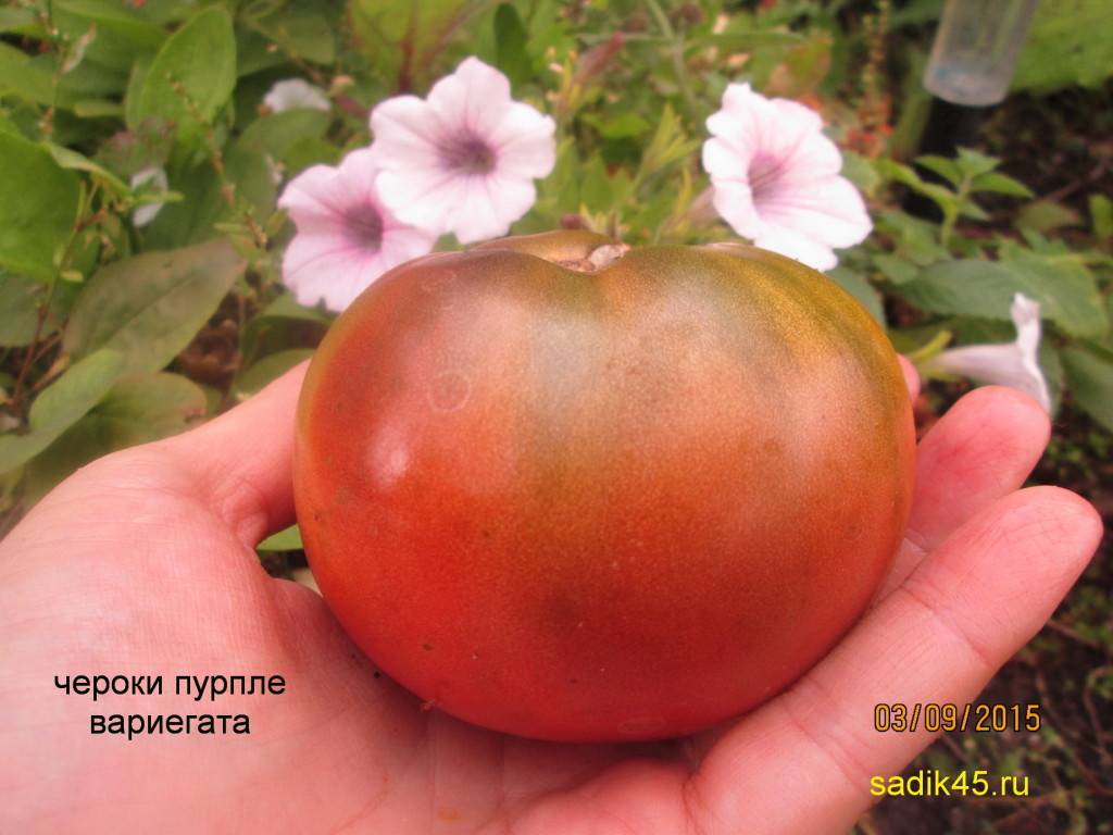 Описание сорта томата чероки, его характеристика и урожайность