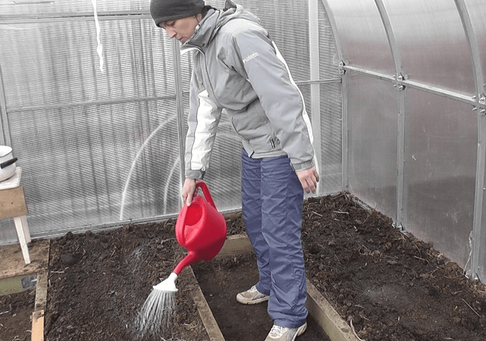 Подготовка почвы для рассады томатов: как приготовить и чем обработать землю