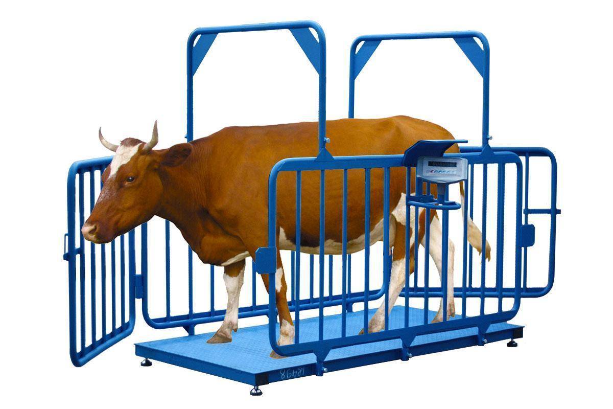 Учет крупнорогатого скота, особенности учета и тонкости отражения